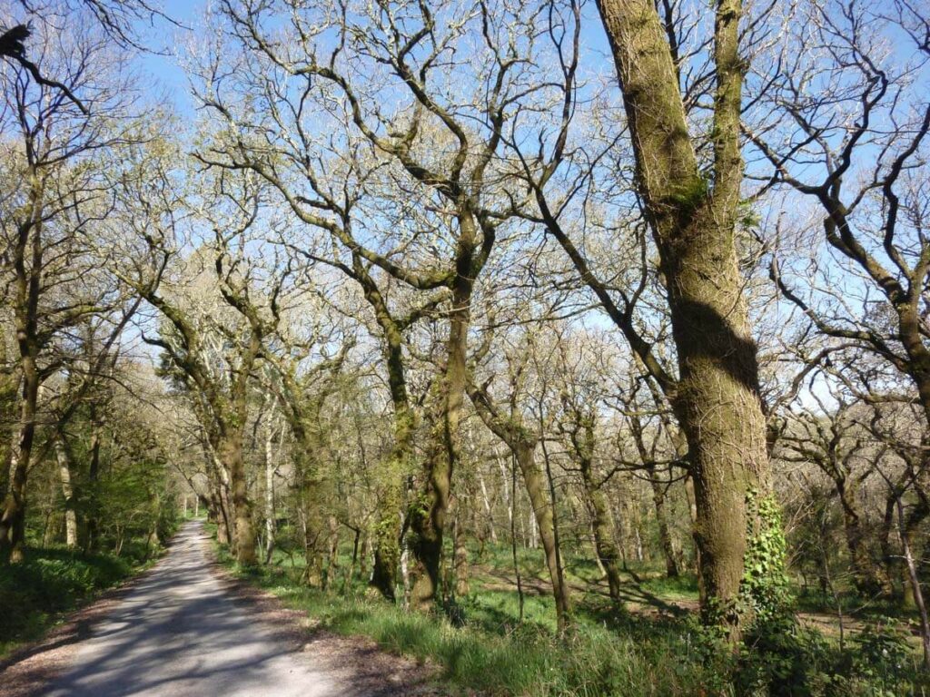 Carballeira de entrada a Daneiro polo S. Foto EDR