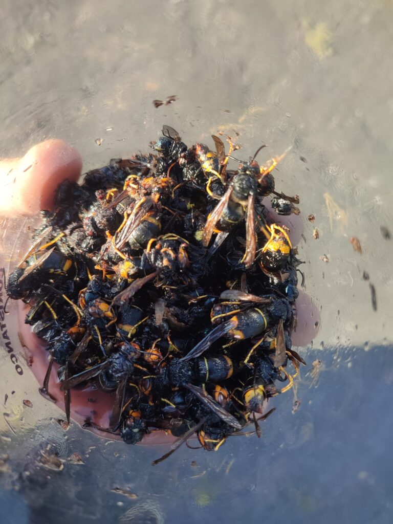 Campana trampeo zas 2025