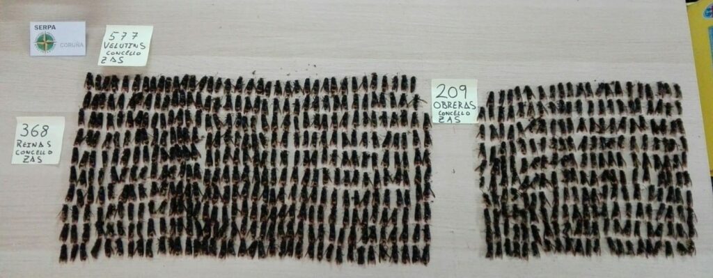 04.06.2018 Campana trampeo velutina Concello Zas