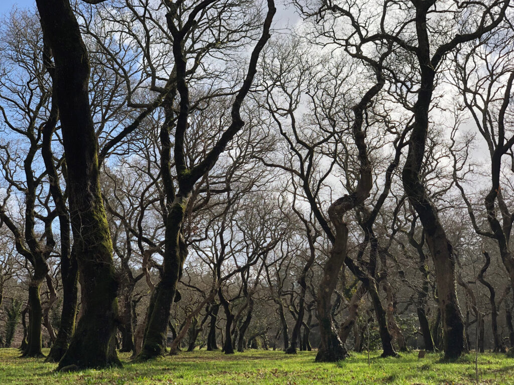 1carballeira baio catalogo formacions senlleiras