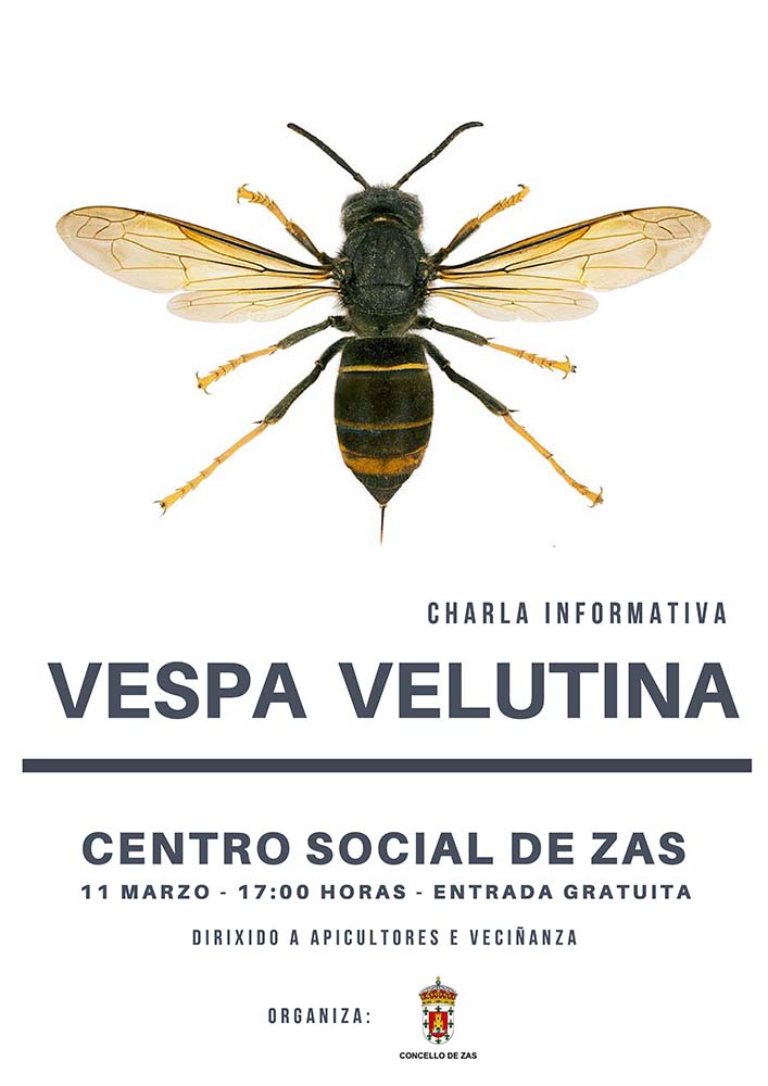 Vespa Velutina