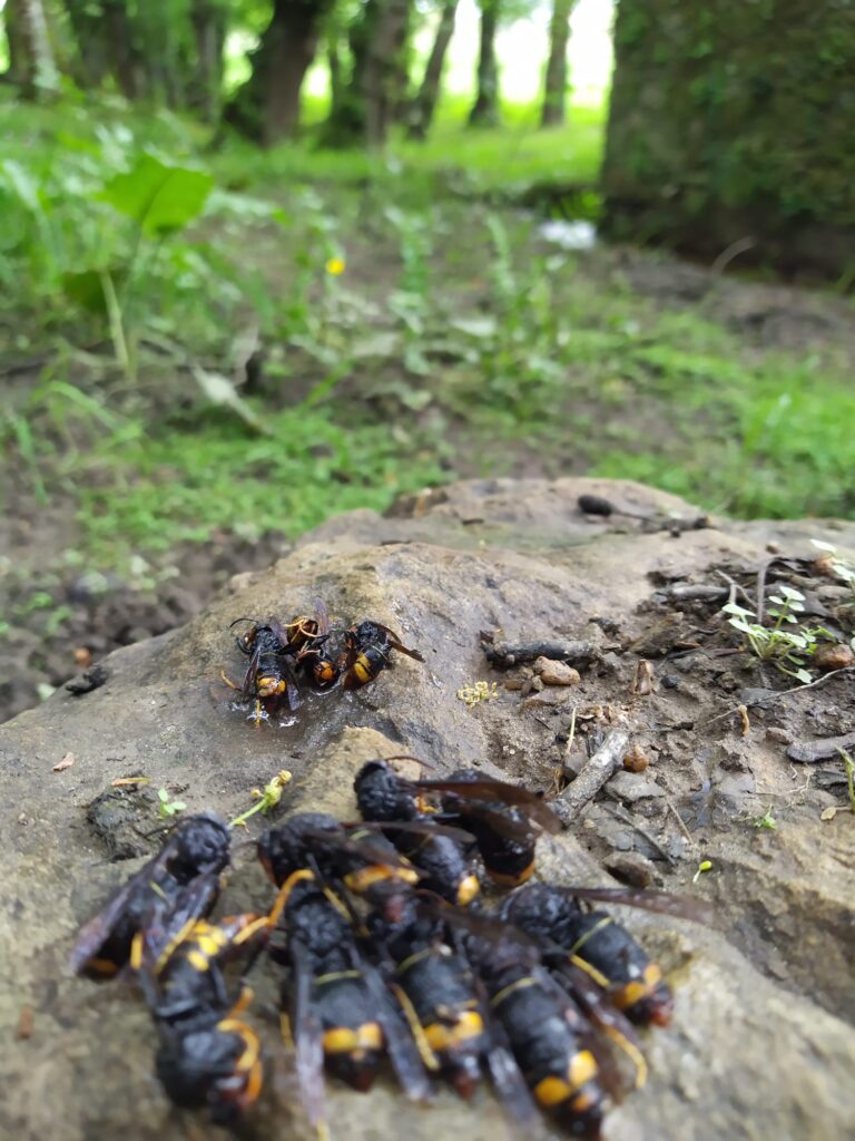Campana vespa velutina zas1