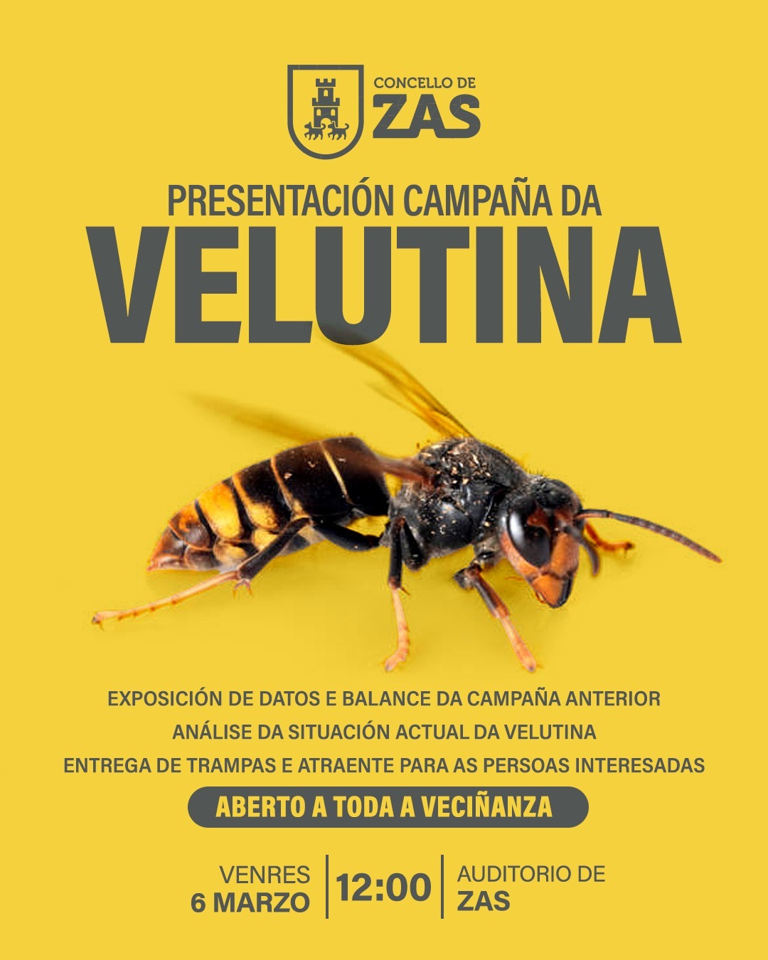 campaña vespa velutina