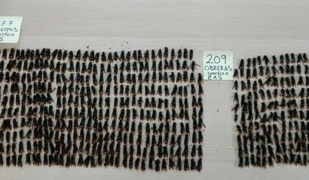 04.06.2018_Campana_trampeo_velutina_Concello_Zas