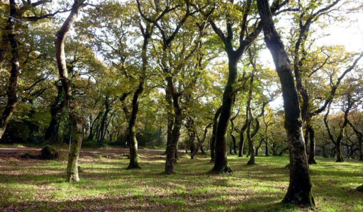 1Carballeira_de_Baio