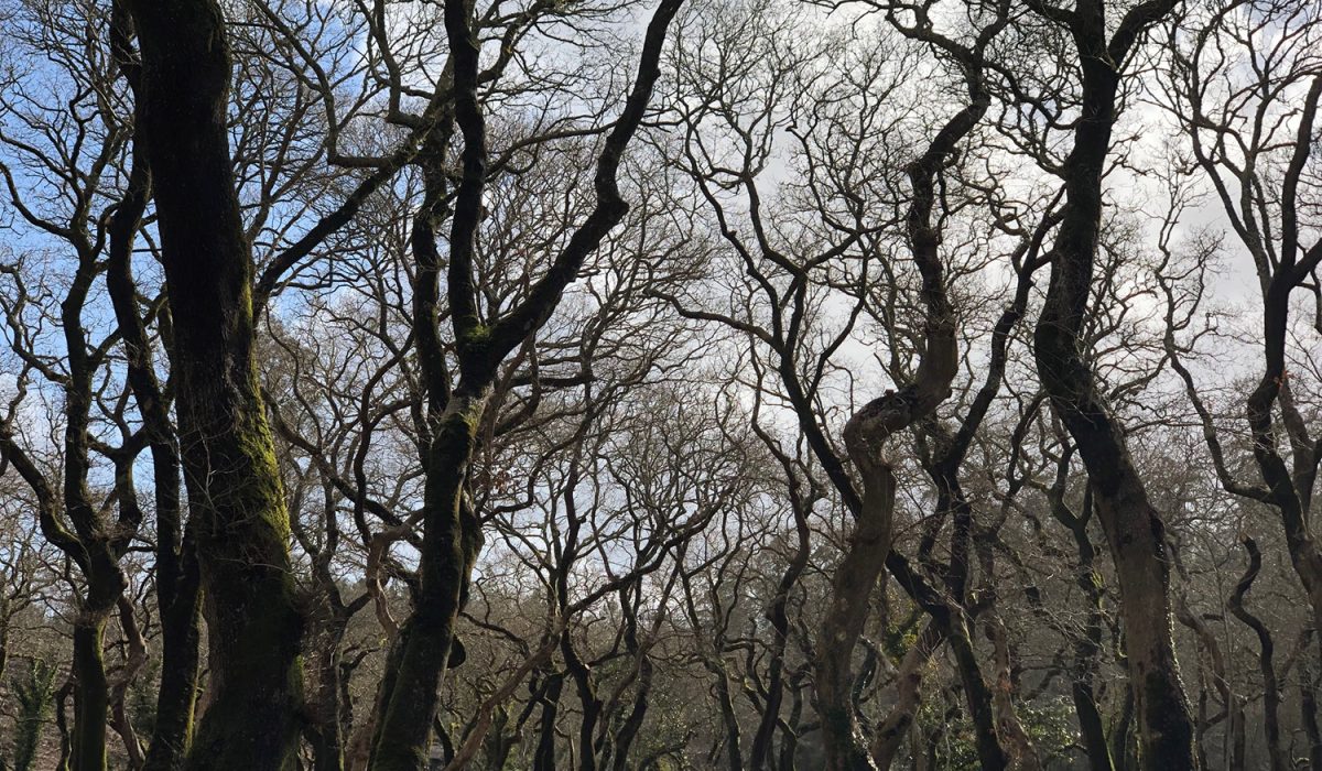 1carballeira_baio_catalogo_formacions_senlleiras