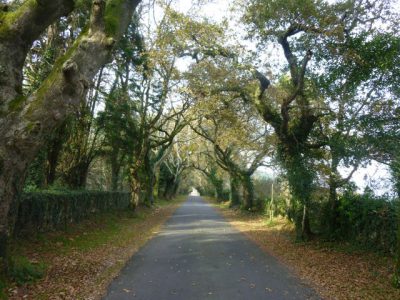 Avenida de robles centenarios Torres do Allo