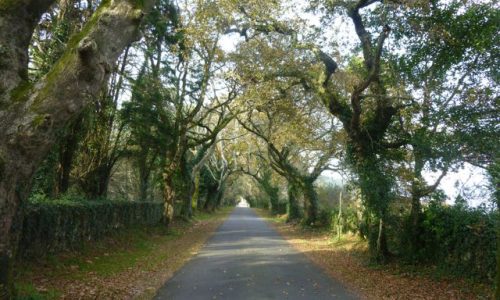 Avenida de robles centenarios Torres do Allo