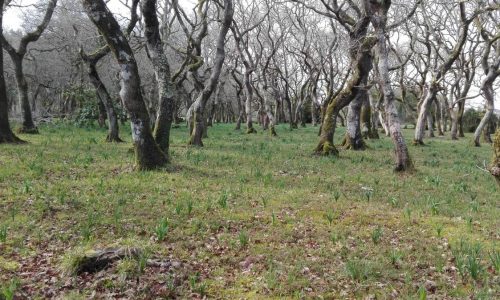 Carballeira_da_Devesa._Foto_EDR