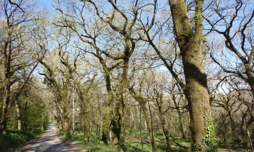 Carballeira_de_entrada_a_Daneiro_polo_S._Foto_EDR