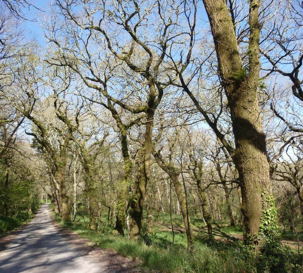 Carballeira_de_entrada_a_Daneiro_polo_S._Foto_EDR