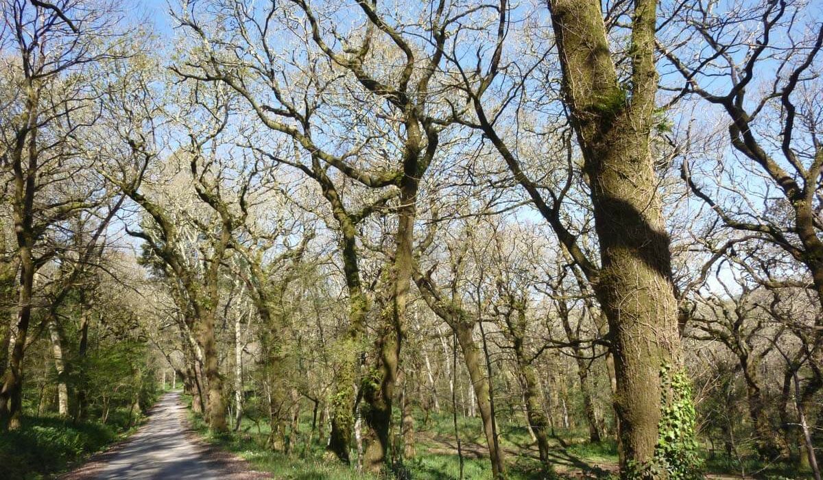 Carballeira_de_entrada_a_Daneiro_polo_S._Foto_EDR