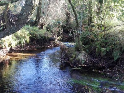 Gándara no concello de zas 00005