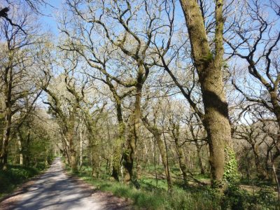 San cremenzo de pazos concello de zas 00001