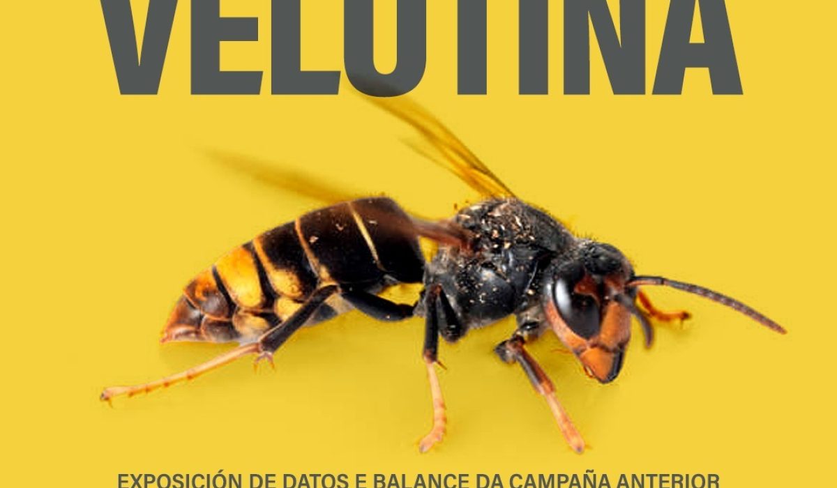 campaña vespa velutina