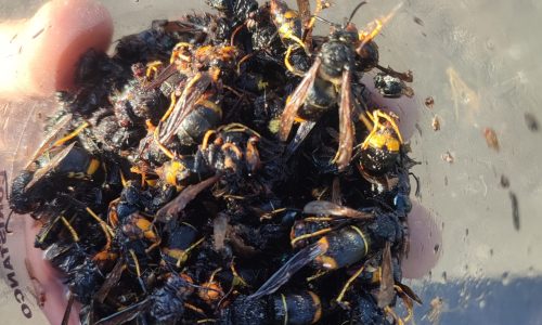 campana-trampeo-zas-2025-1