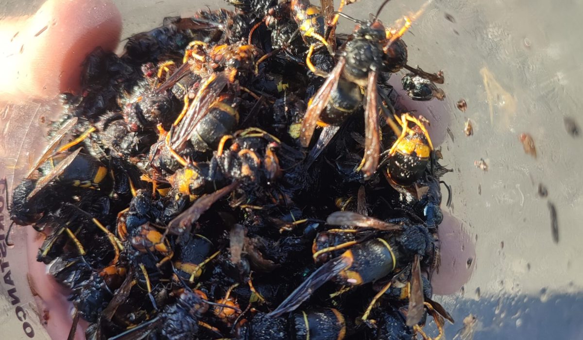 campana-trampeo-zas-2025-1