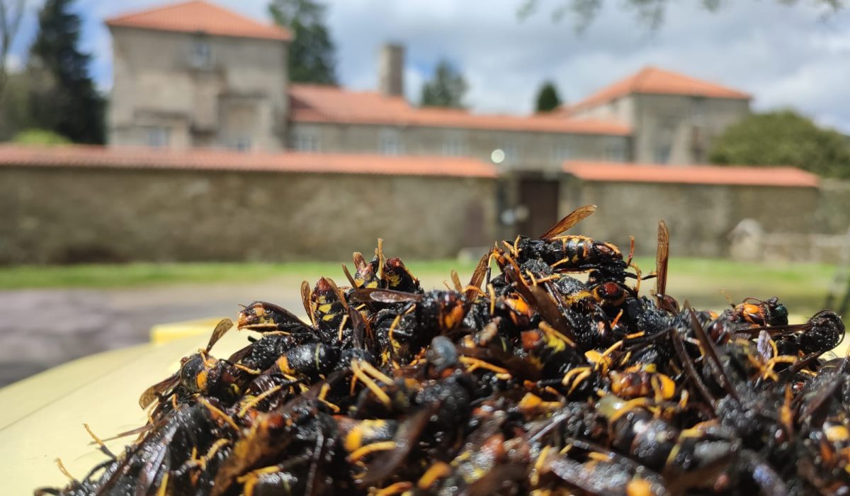 campana_trampeo_vespa_velutina_Concello_Zas