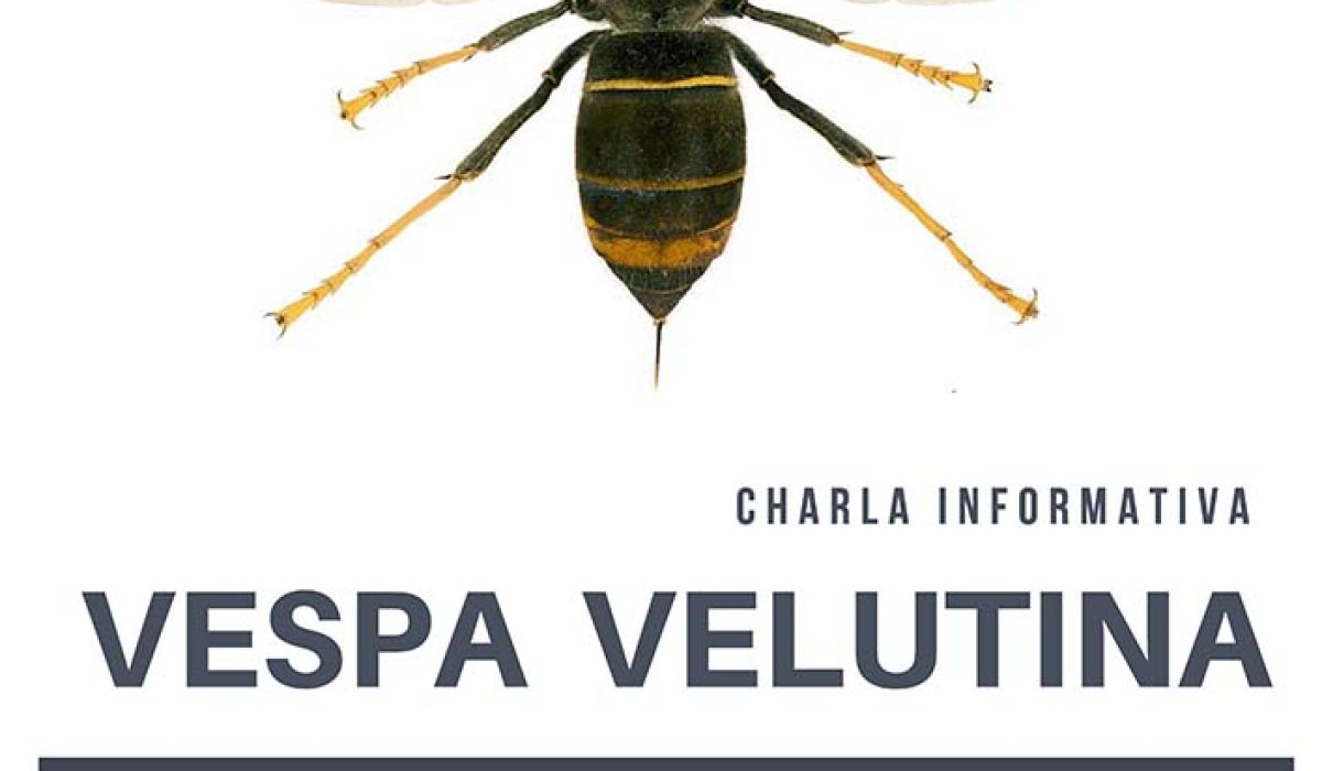 Vespa Velutina