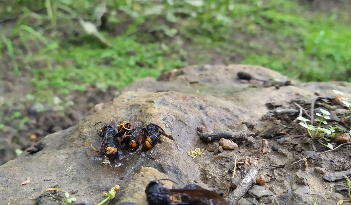 campana_vespa_velutina_zas1