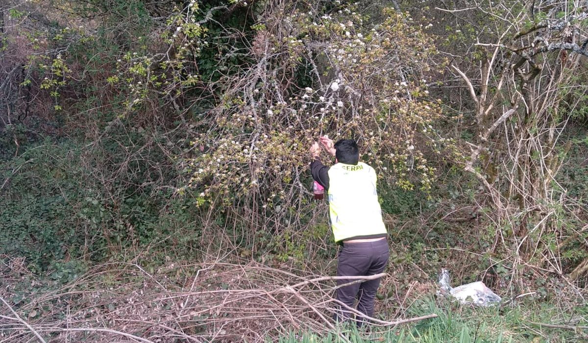 colocacion_trampas_vespa_velutina_zas