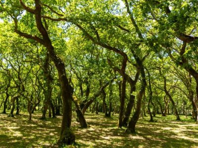 Ruta Paseo Fluvial de Baio - Monte Castelo