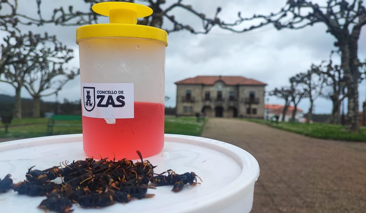 vespa-velutina-zas-2023