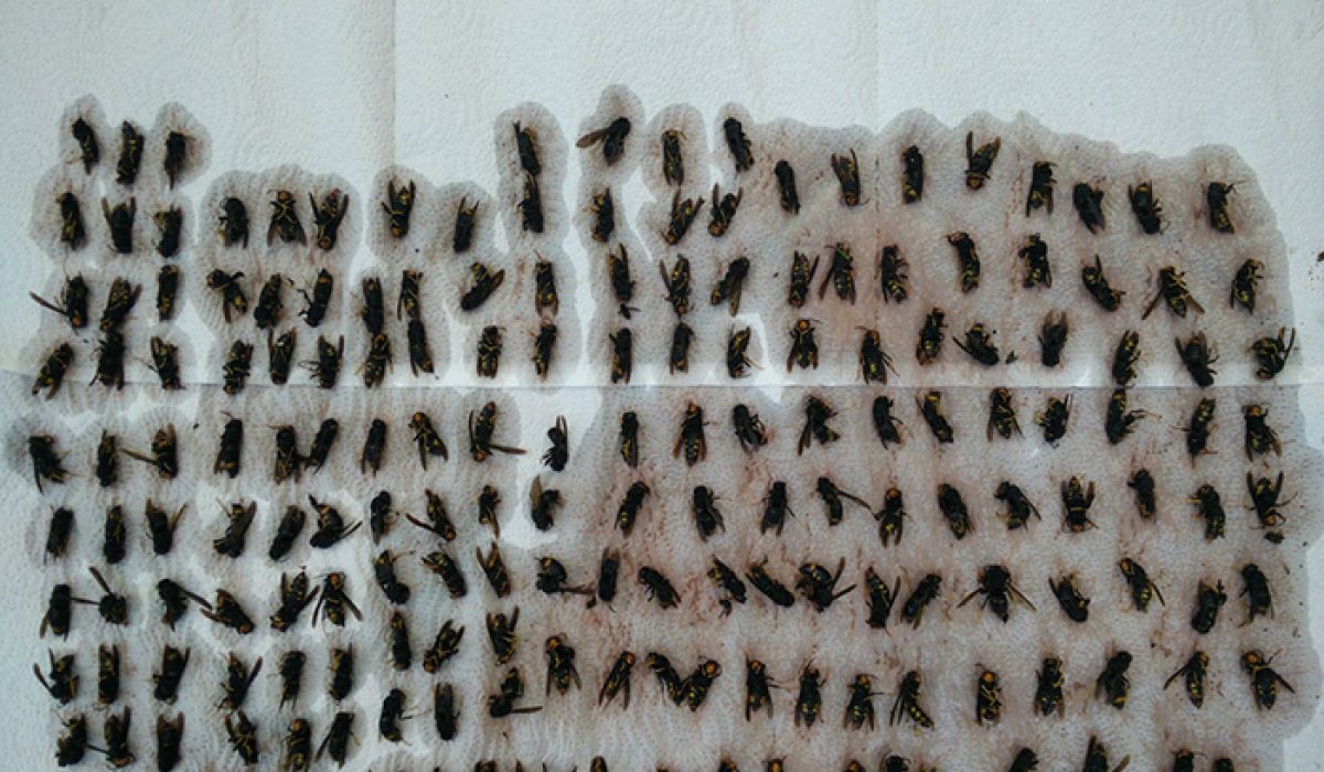 vespas_velutinas_rainas_Zas2